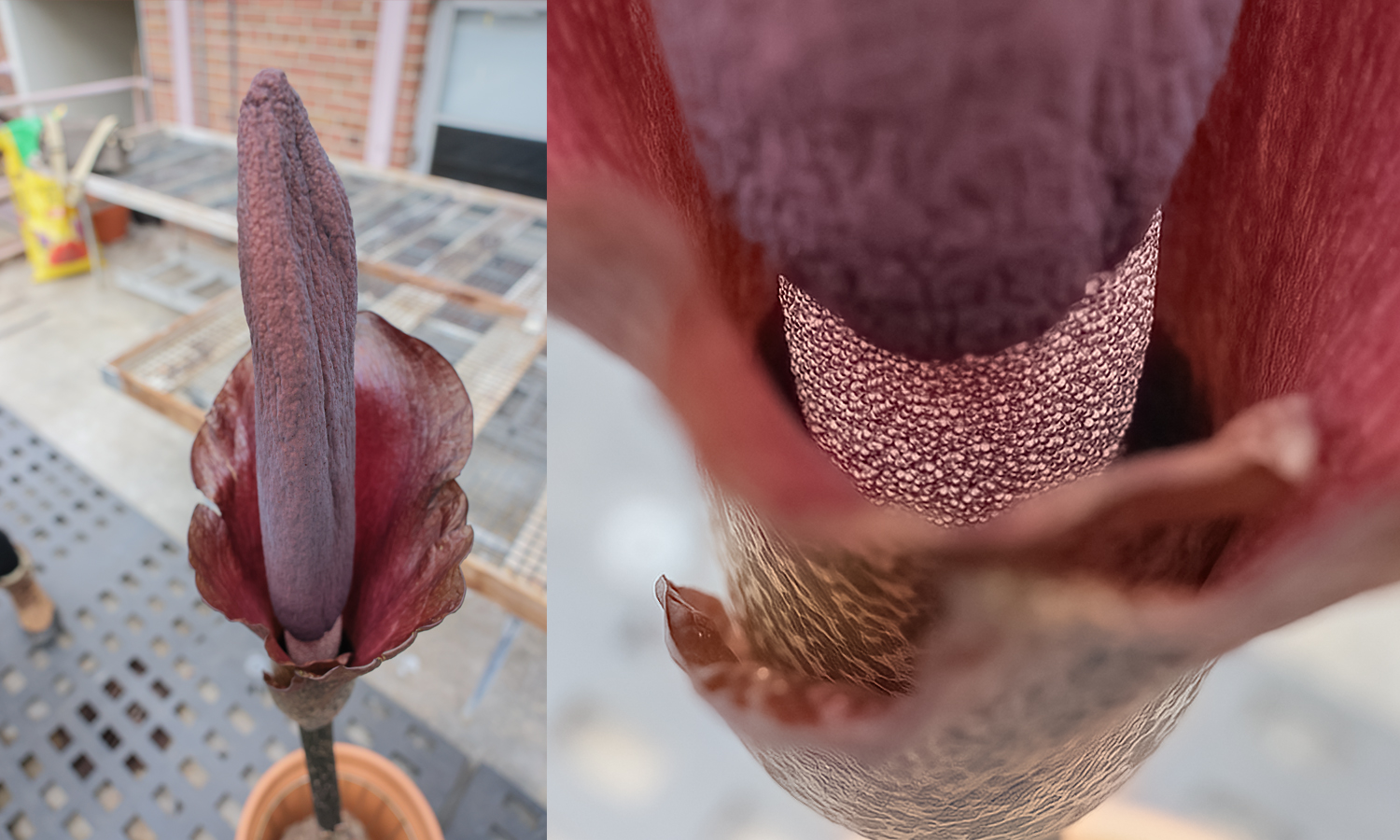 Devil’s Tongue Flower Blooms in the HWS Greenhouse